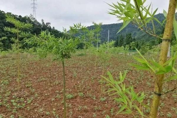 夏天栽竹子可以成活吗，夏季温度较高不适合栽种竹子