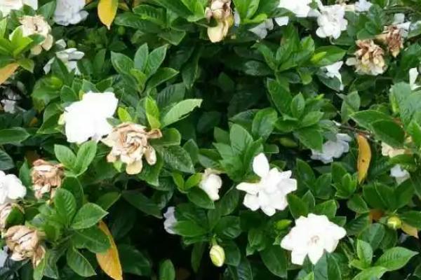秋季枙子花如何修枝，注意修剪时切口要尽可能整齐