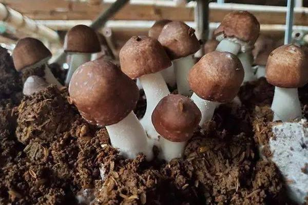 姬松茸怎么种植，种植环境要求高温、高湿、通风良好