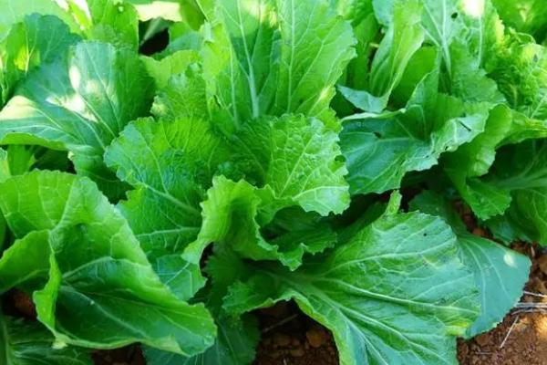 秋季适合种什么菜，适合种卷心菜、萝卜、花椰菜等