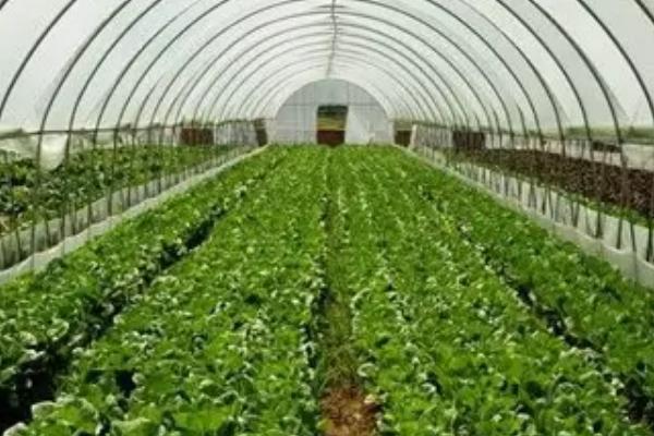 秋季适合种什么菜，适合种卷心菜、萝卜、花椰菜等