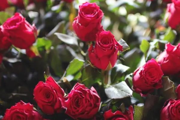 送九朵玫瑰花的含义，寓意爱情天长地久