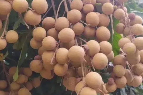 广西优良龙眼品种介绍，常见的有石硖、储良、灵龙等品种