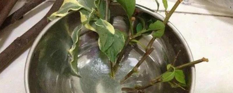生根粉能不能泡一晚上，能浸泡一晚上