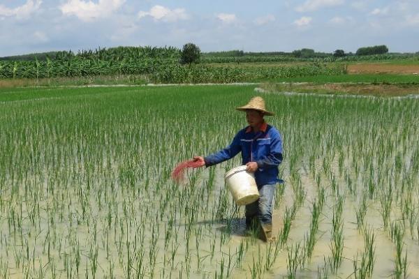 水稻肥料的配比，根据土壤肥力调整肥料比例