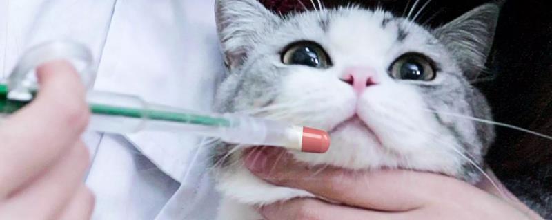 猫咪多大可以驱虫，在一个半月或两个月左右就可以进行