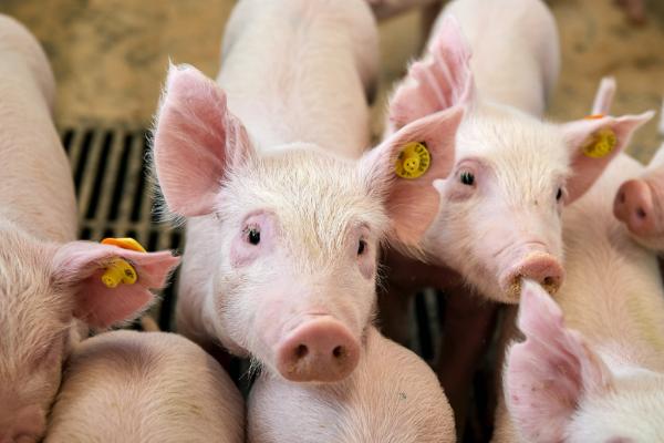 仔猪为什么成活率低，保温不足或母乳质量差等都会导致