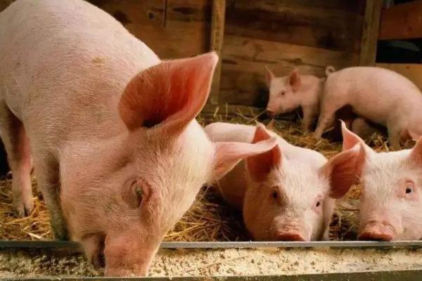 仔猪为什么成活率低，保温不足或母乳质量差等都会导致