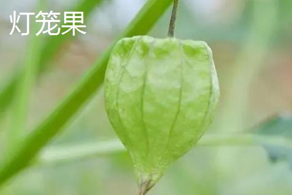 什么是灯笼果，是一种属于茄科、叶片呈心脏形或阔卵形的水果