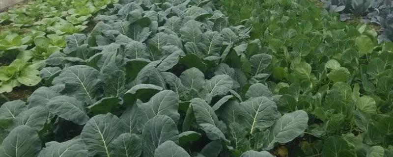 对大棚蔬菜施肥要注意什么，使用农家肥要确保腐熟