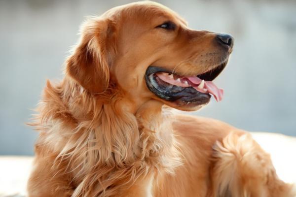 狗狗眼睛发炎有哪些症状，会出现眼睛红肿、眼角及周围分泌物增多等