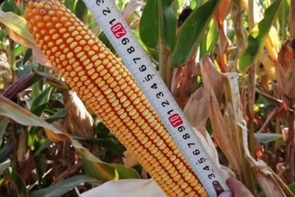 先玉1483玉米种子特点，种植密度每亩6000株左右