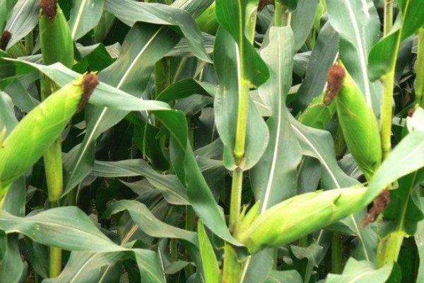 盈泰863A玉米品种的特性，大喇叭口期每亩施尿素25千克