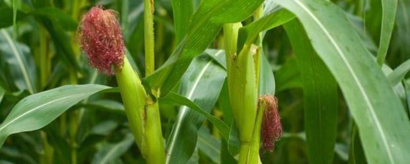 莘玉A8玉米品种的特性，6月上中旬播种