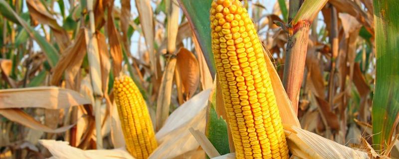 龙生968玉米品种的特性，适宜播期4月下旬至5月上旬