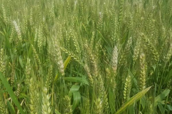 登海206小麦品种简介，适宜播种期10月5－15日