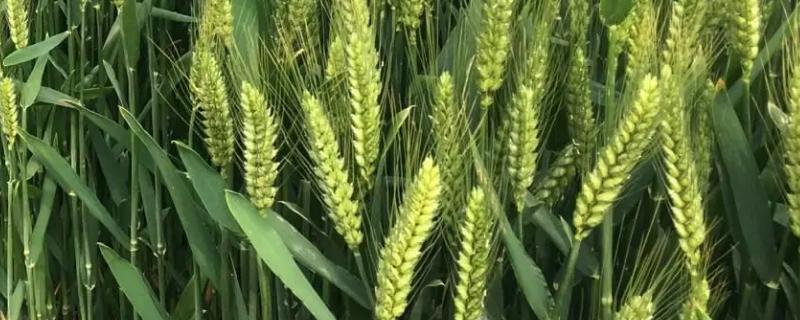 驻麦305小麦种简介，适宜播种期10月中下旬