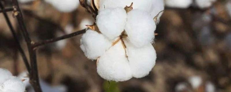 中棉所115棉花种子简介，转抗虫基因早熟杂交品种