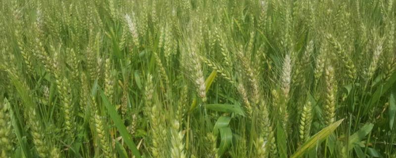 中麦5051小麦种子特征特性，每亩适宜基本苗15万－18万
