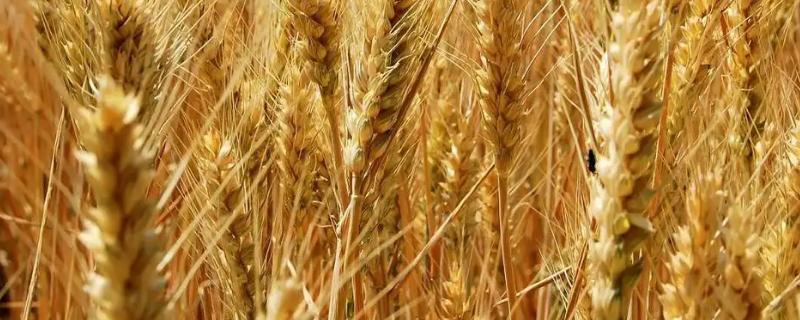 中信麦68小麦种简介，比对照品种晋麦47熟期略晚