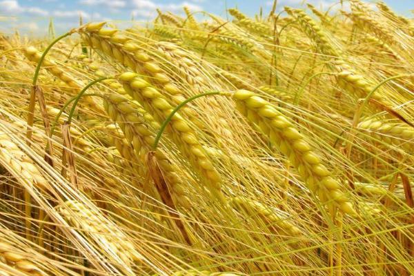 登海206小麦品种简介，适宜播种期10月5－15日