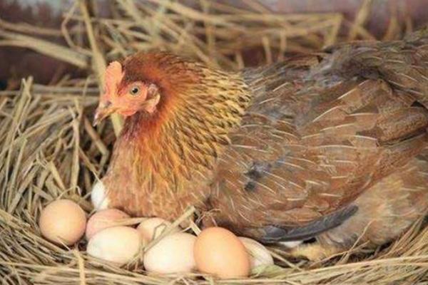 母鸡从受精到产蛋需要多久，一般只需2-3天左右