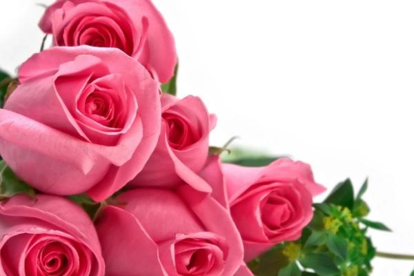 粉色玫瑰的花语，寓意初恋、爱的宣言、铭记于心等