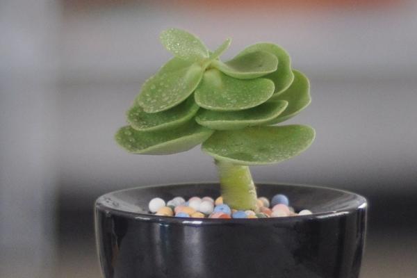 金钱木什么季节砍头，一般在秋季10月砍头