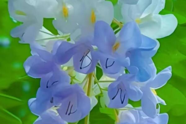 风铃花四季可以开花吗，养护得当四季可开花