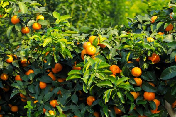 沙糖桔的种植条件有哪些，生长适温在12.5-37℃之间