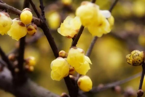 腊梅花的颜色，常见的腊梅花是黄色