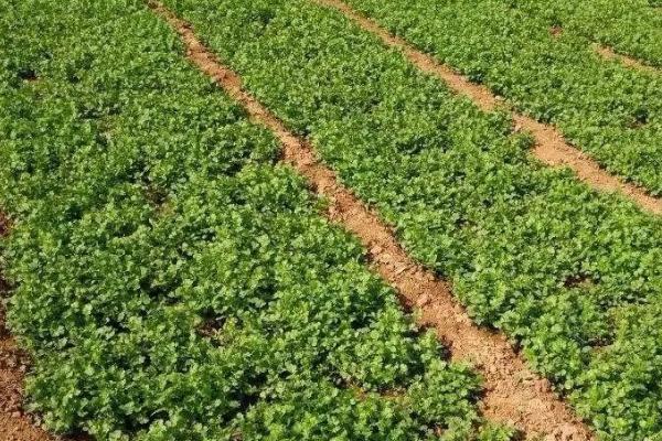 香菜没出苗时如何选用除草剂，盖籽严密可以用草甘膦加仲丁灵