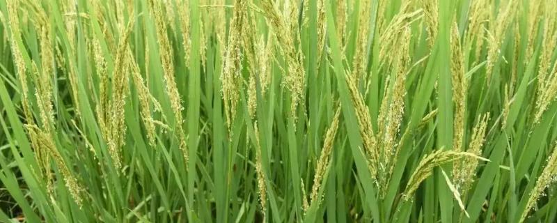 梦两优华占水稻种简介，秧田亩播种量8～10千克