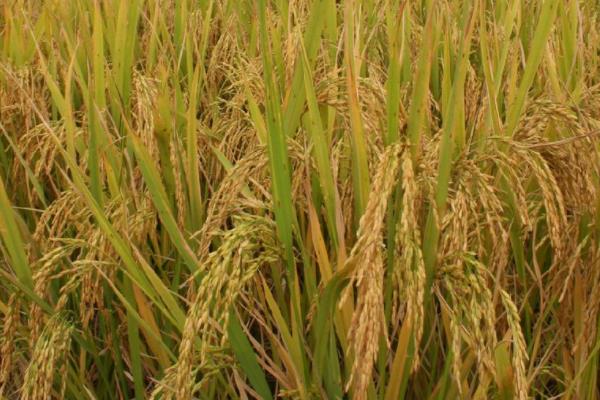 两优3108水稻种子特点，每亩用种量0～5千克
