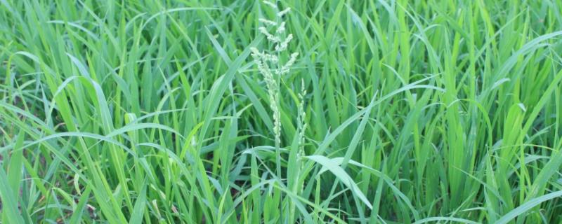 内6优1787水稻种子特征特性，每亩有效穗数14.4万穗