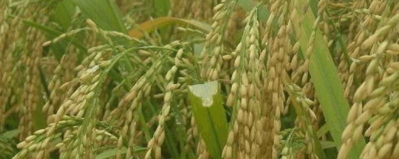 双优2288水稻种子特征特性，每亩有效穗数14.81万穗