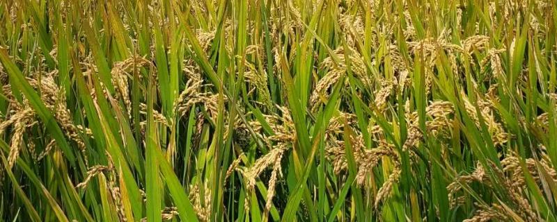 金两优华占水稻种子简介，每亩大田用种量0千克左右