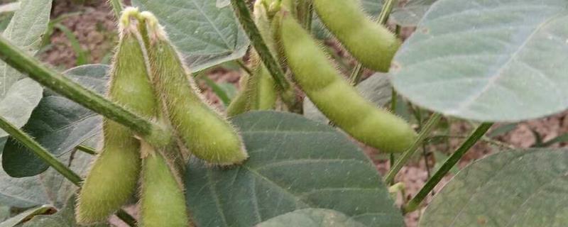 星研0901大豆种子简介，适宜播期为5月中下旬播种