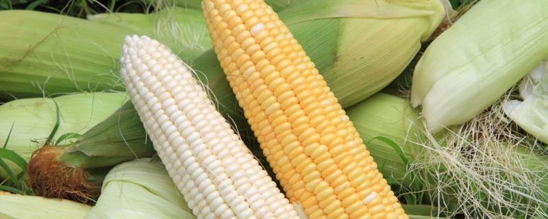 斯达甜220玉米种子特征特性，种植密度每亩3500株左右