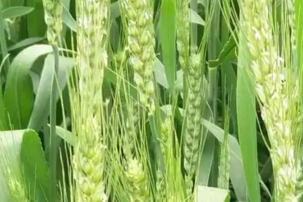 郑麦136小麦种子特征特性，每亩适宜基本苗14万－22万