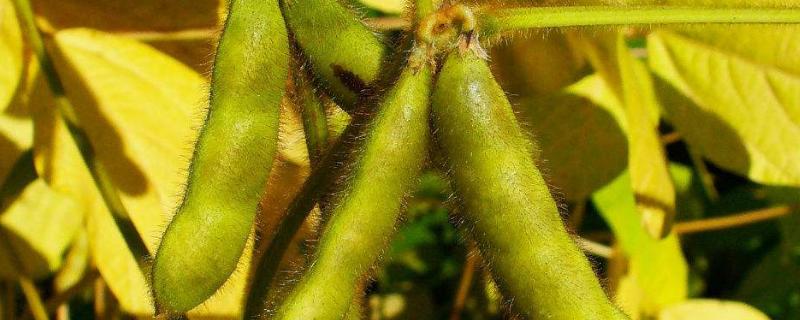 冀豆19大豆品种简介，黄淮海夏大豆品种