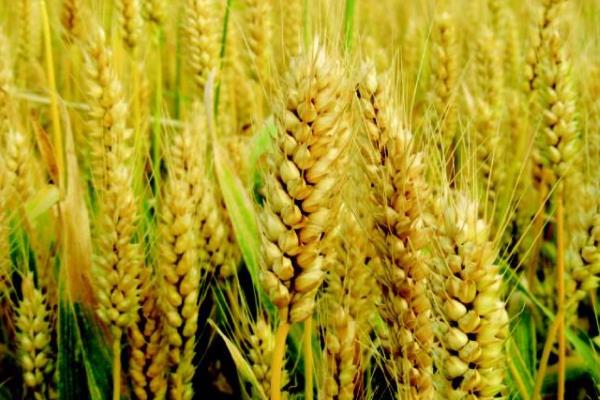 扬麦30小麦种子简介，全生育期196天