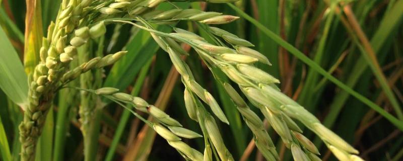 韵两优3134水稻种子简介，每亩有效穗数16.5万穗