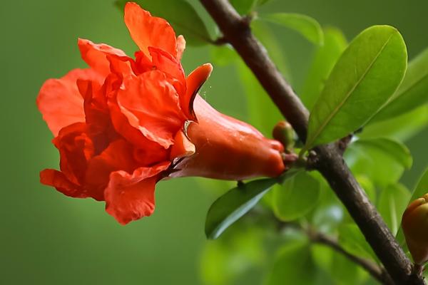 石榴花的花语，寓意爱情、多子多福等