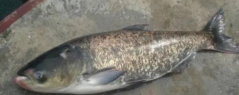秋天鲢鳙容易钓吗，秋天比较容易钓到鲢鳙