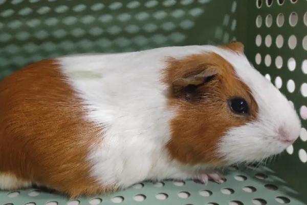 荷兰猪的两种不同饲养方法的优缺点，笼养更方便打理
