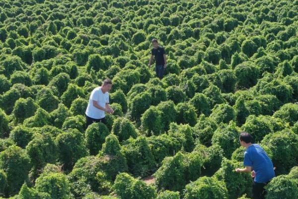 山药的种植效益，每亩收益可达18000元左右