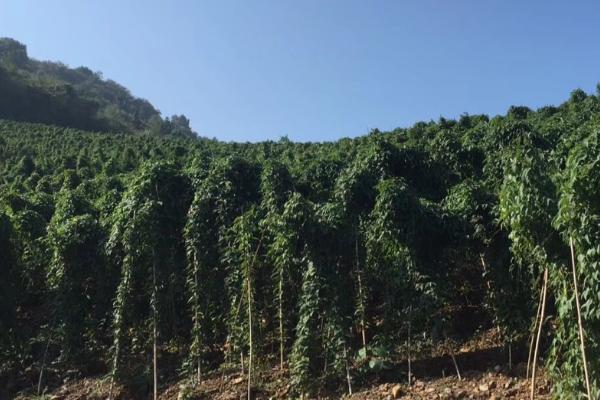 山药的种植效益，每亩收益可达18000元左右