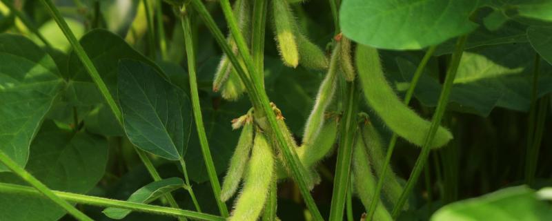金欣1号大豆种子介绍，普通品种
