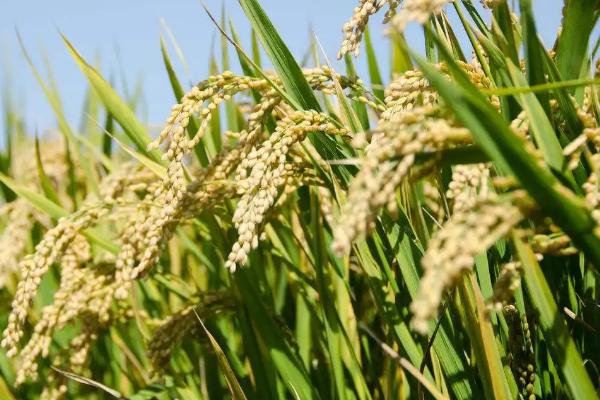 利元8号水稻种子特征特性，糯稻品种